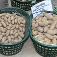 Kartoffeln Frisch geerntete, festkochende Sieglinde-Kartoffeln liegen in grünen Körben auf einem Marktstand.