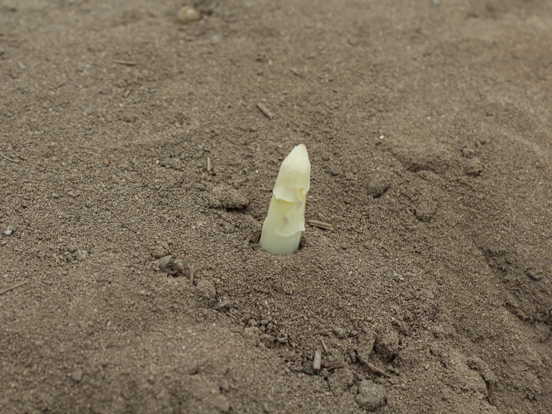 Ein Spargelstängel ragt aus sandigem Boden hervor, umgeben von sorgfältig geformten Erdreich.