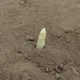 Ein Spargelstängel ragt aus sandigem Boden hervor, umgeben von sorgfältig geformten Erdreich.