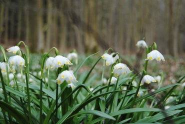 Frühling_Oderwald (3).JPG