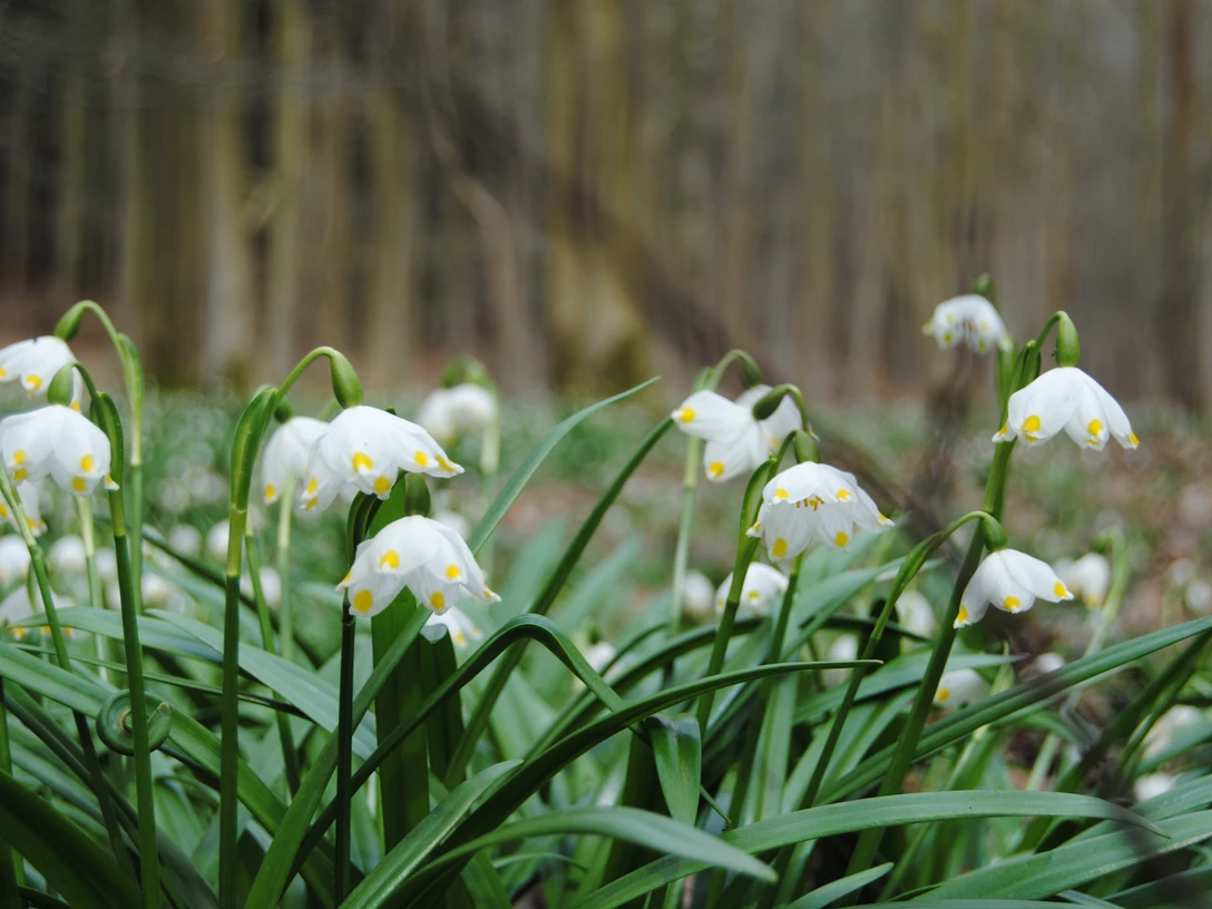 Frühling_Oderwald (3).JPG