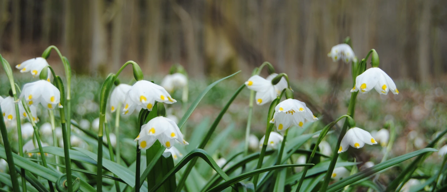 Frühling_Oderwald (3).JPG