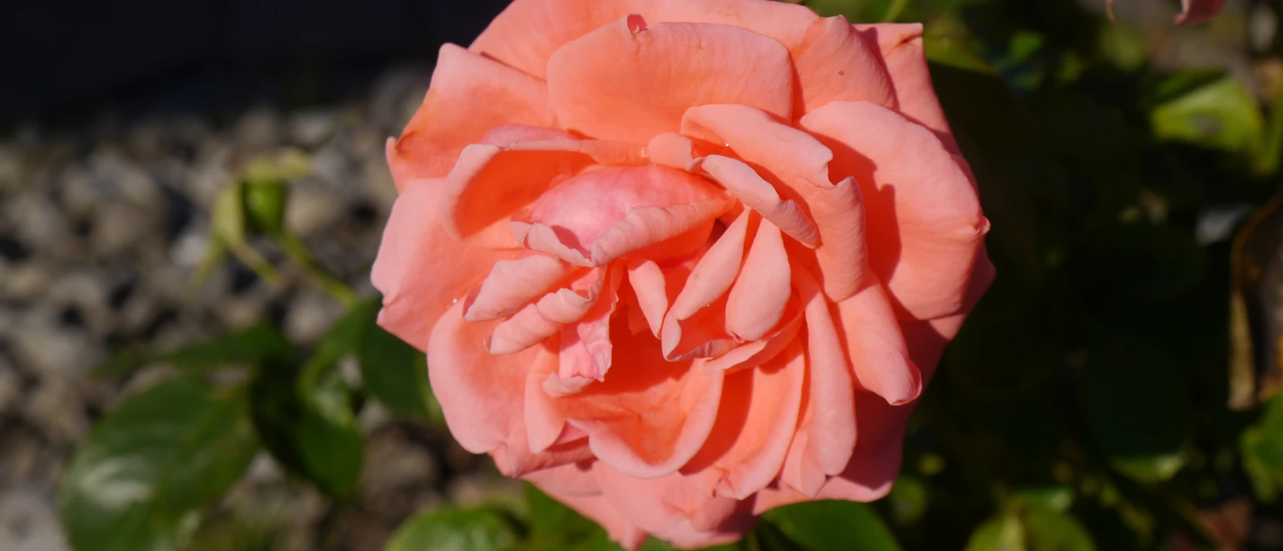 Bright pink rose in full bloom with green leaves, illuminated by sunlight.