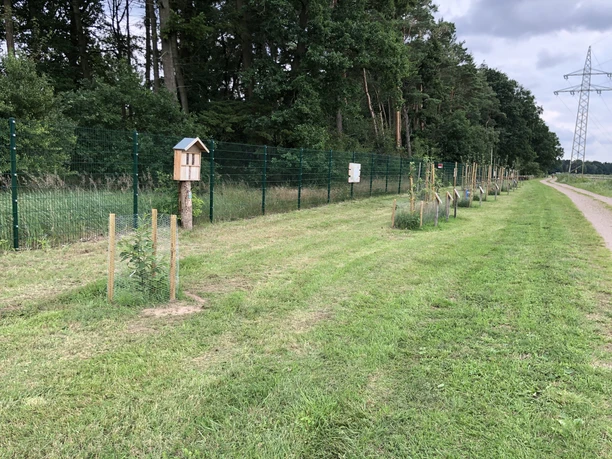 Lehr- und Entdeckerpfad Leese Ein Pfad entlang eines umzäunten Waldgebiets mit jungen Bäumen und einem Insektenhotel bei bewölktem Himmel.