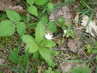 White flower with five petals, surrounded by green leaves and foliage on the forest floor.