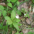 White flower with five petals, surrounded by green leaves and foliage on the forest floor.