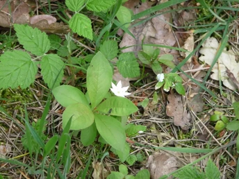 Blume Weiße Blume mit fünf Blütenblättern, umgeben von grünen Blättern und Laub am Waldboden.