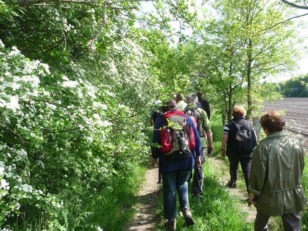 Wandertour "Mythos Moor" Eine wandernde Gruppe auf einem schmalen Pfad, gesäumt von blühenden Sträuchern und grünen Bäumen.