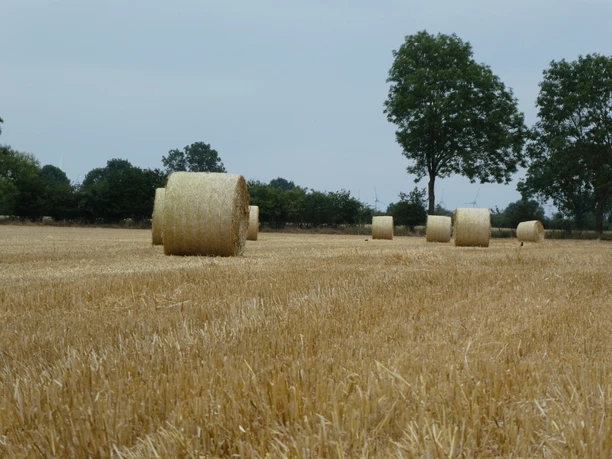 A row of large straw bales lies in a harvested field, flanked by trees on the horizon.