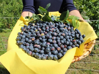 Frische Blaubeeren liegen in einem geflochtenen Korb auf gelbem Stoff, gehalten von Armen in blauem Ärmel.Fresh blueberries lie in a woven basket on yellow fabric, held by arms in blue sleeves.Friske blåbær ligger i en flettet kurv på gult stof, holdt af arme i blå ærmer.Verse bosbessen liggen in een geweven mand op gele stof, vastgehouden door armen in blauwe mouwen.