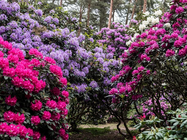 Parks-Rhododendronpark-Gristede 5.jpg