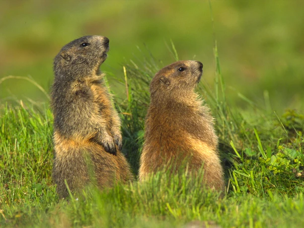 Murmeltiere in der Aletsch Arena Murmeltiere in der Aletsch Arena