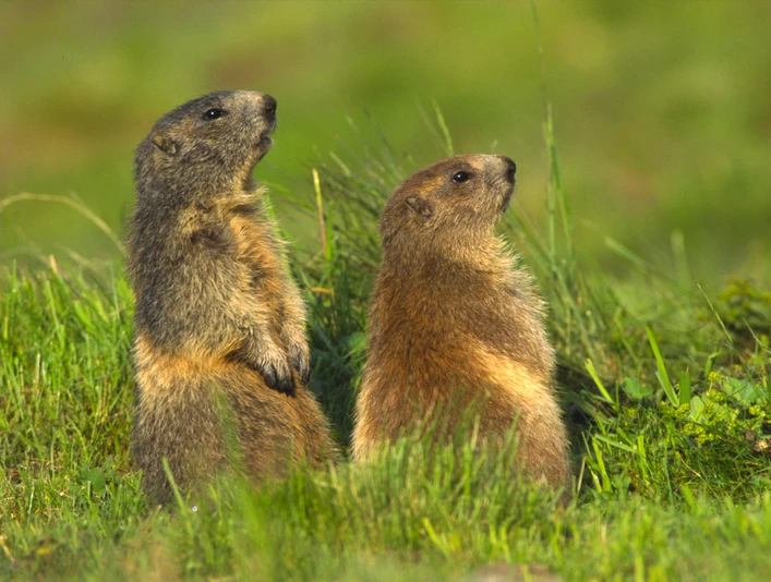 Murmeltiere in der Aletsch Arena Murmeltiere in der Aletsch Arena