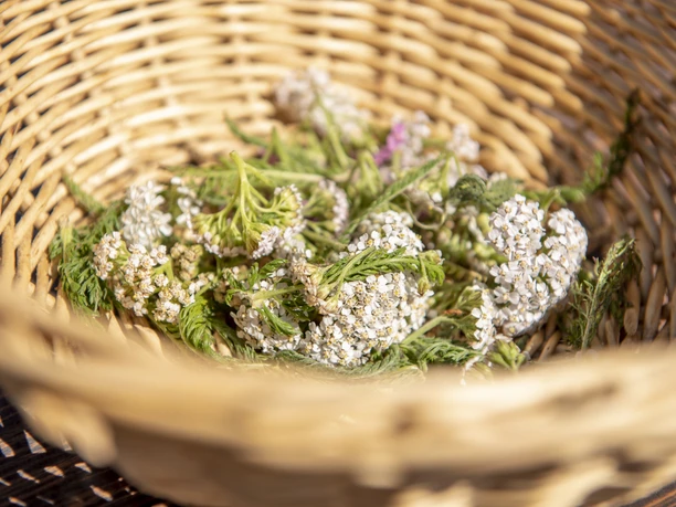 Gletschiprogramm - beim Chrittergägsli
