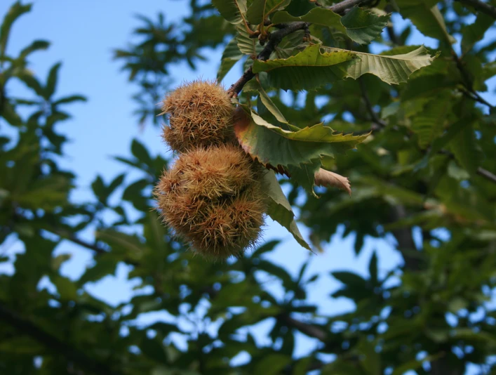 Kastanienselve Gemeinde Mörel-Filet Kastanienselve Gemeinde Mörel-Filet