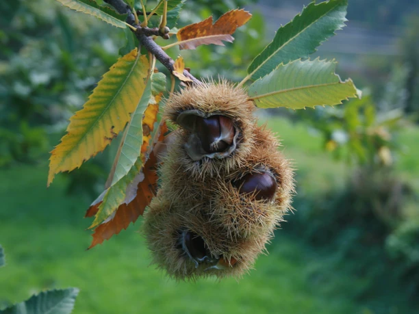 Kastanienselve Gemeinde Mörel-Filet