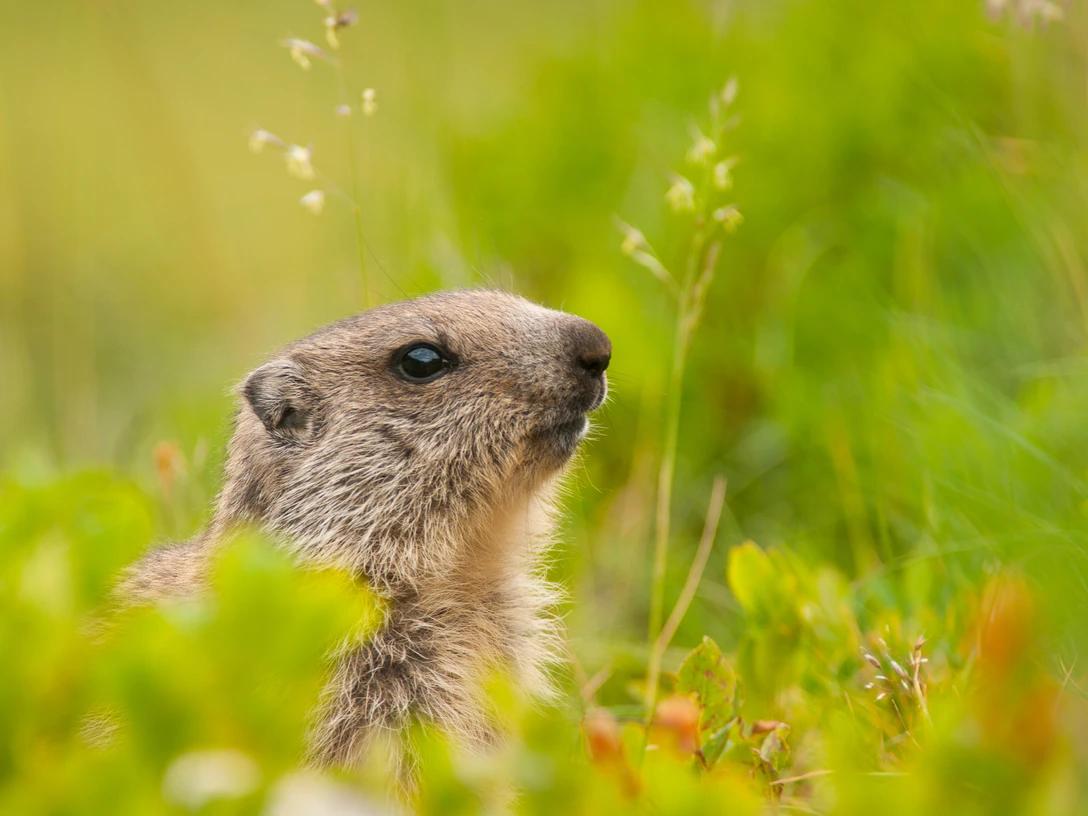 Murmeltiere in der Aletsch Arena Murmeltiere in der Aletsch Arena