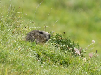 Murmeltiere in der Aletsch Arena