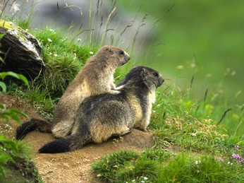 Murmeltiere in der Aletsch Arena