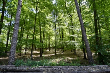 Buchen und Kiefern im Wald, Melle Beuken en pijnbomen