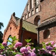 Kirche St. Cosmae und Damiani Backsteinkirche mit hübschen Dachfirsten und Rosen im Vordergrund unter klarem blauem Himmel.