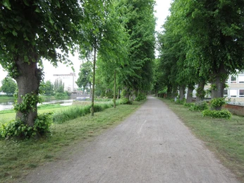Grüner Weg entlang der Weser in Nienburg mit hohen Bäumen, links der Blick auf das Wasser.