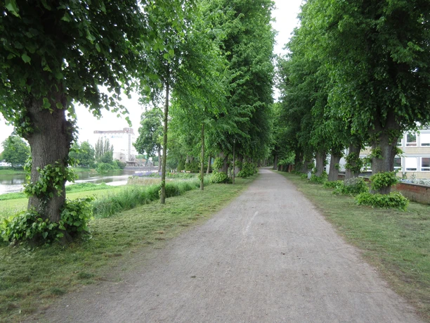Grüner Weg entlang der Weser in Nienburg mit hohen Bäumen, links der Blick auf das Wasser.