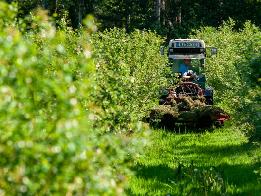 Blaubeeranbau Bickbeerenhof Brokeloh