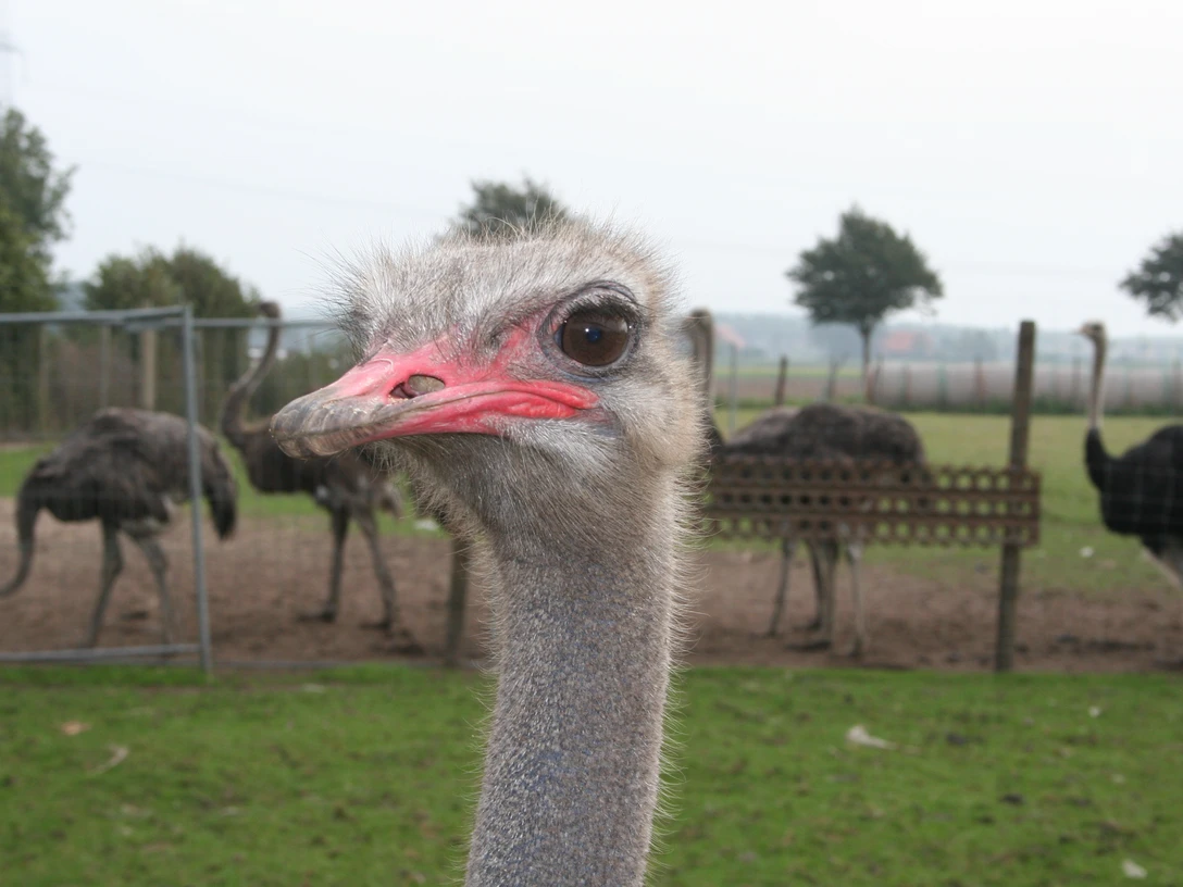 Straußenfarm Steyerberg Strauß blickt neugierig in die Kamera auf einer Straußenfarm mit Grünflächen im Hintergrund.
