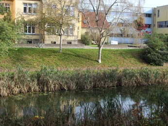 Teich mit Schilf im Vordergrund, Schule und Bäume im Hintergrund bei herbstlicher Atmosphäre.