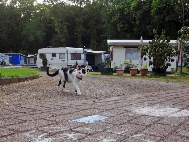 Waldbad und Camping Eine schwarz-weiße Katze streift über einen Campingplatz. Im Hintergrund sind Wohnwagen und dichte grüne Bäume zu sehen.
