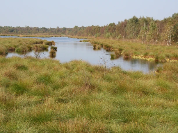 Borsteler Moor Steyerberg Grünes, weitläufiges Moorgebiet mit stillem Gewässer und umgeben von Bäumen im Borsteler Moor.