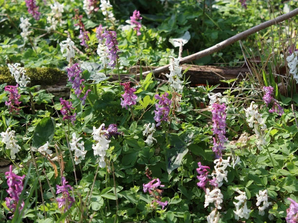 Die Lerchenspornblüten Die Lerchenspornblüten