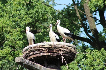 Störche Drei Störche stehen in einem großen Nest auf einem Turm, umgeben von grünen Bäumen und blauem Himmel.