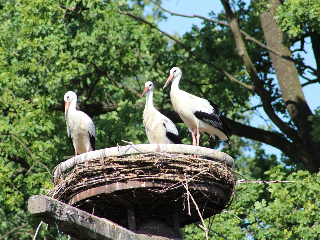 Störche Drei Störche stehen in einem großen Nest auf einem Turm, umgeben von grünen Bäumen und blauem Himmel.