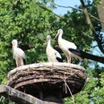 Störche Drei Störche stehen in einem großen Nest auf einem Turm, umgeben von grünen Bäumen und blauem Himmel.