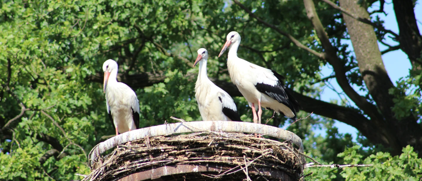 Störche Drei Störche stehen in einem großen Nest auf einem Turm, umgeben von grünen Bäumen und blauem Himmel.
