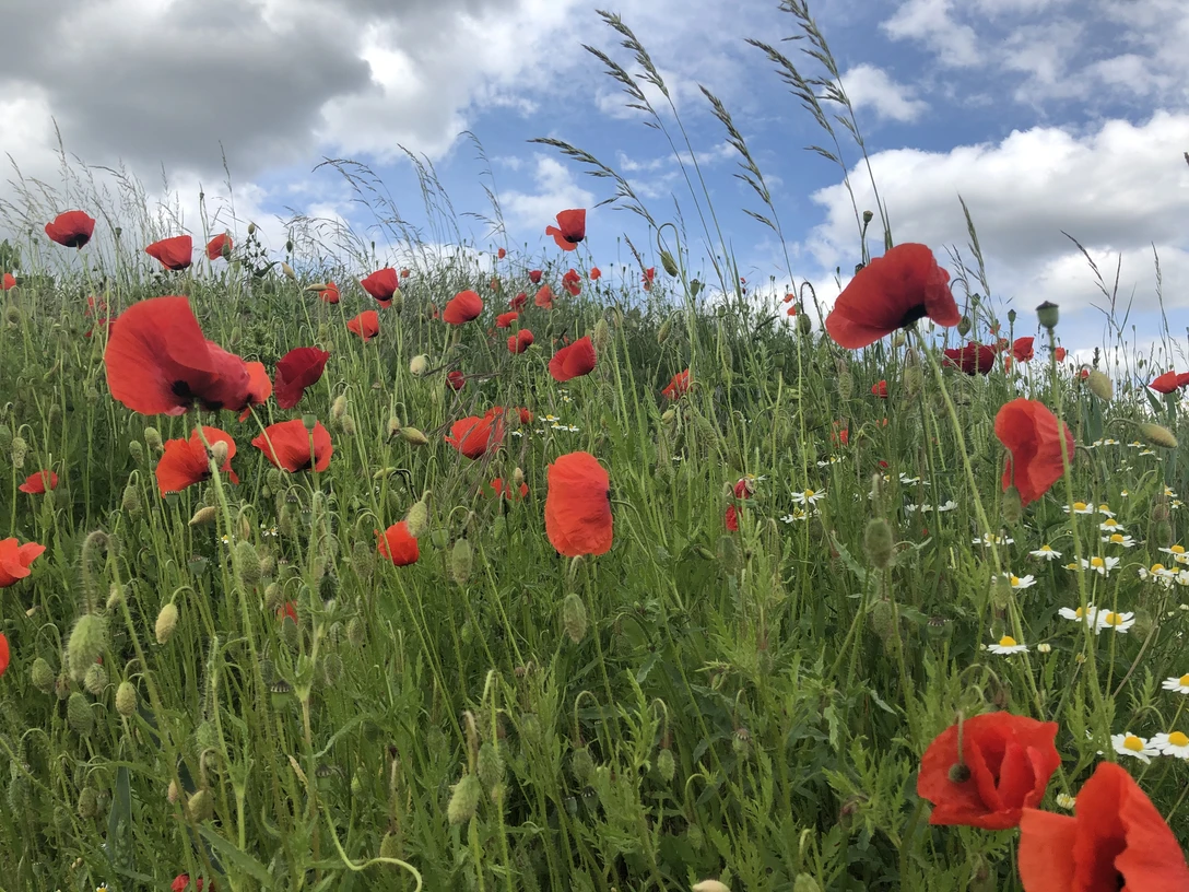 Roter Mohn mit weiß leuchtendem Kamille in einer grünen Wiese unter hellblauem Himmel mit Wolken.