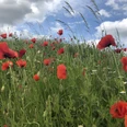 Roter Mohn mit weiß leuchtendem Kamille in einer grünen Wiese unter hellblauem Himmel mit Wolken.