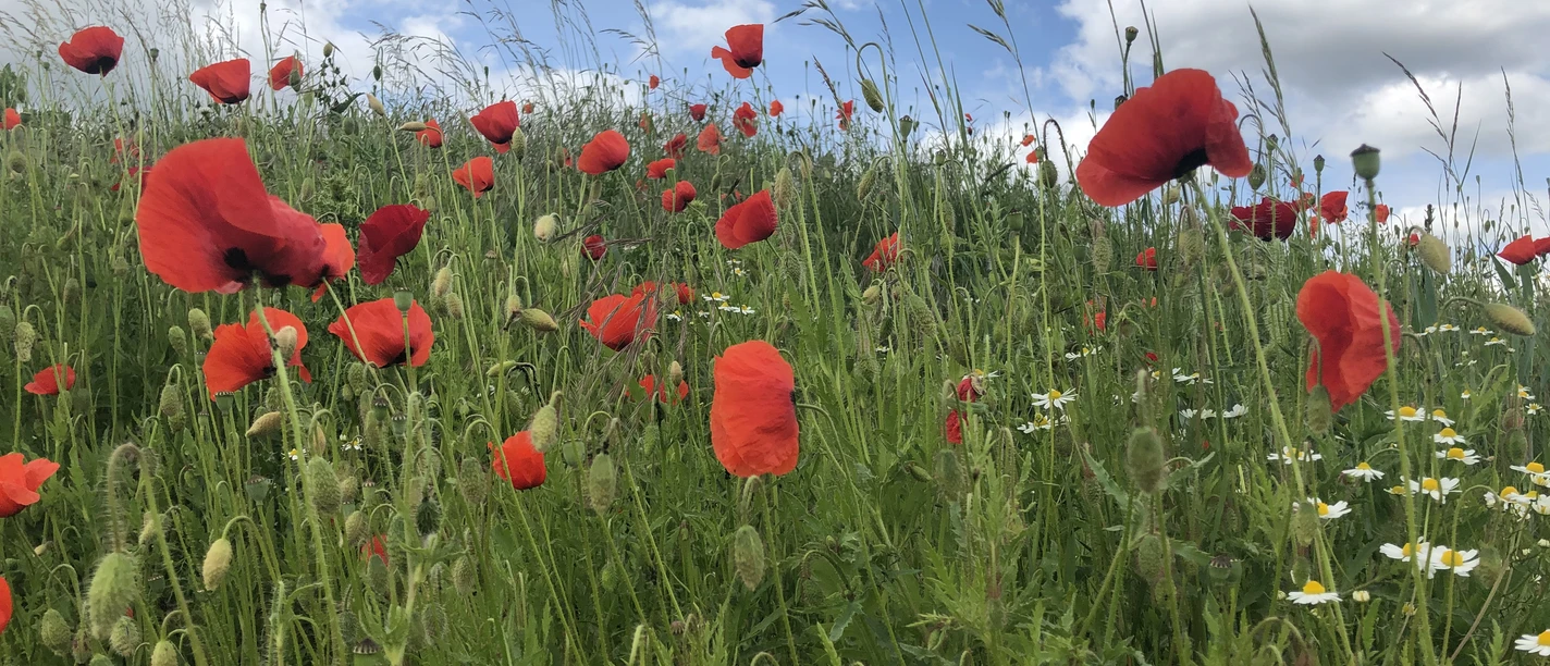 Roter Mohn mit weiß leuchtendem Kamille in einer grünen Wiese unter hellblauem Himmel mit Wolken.