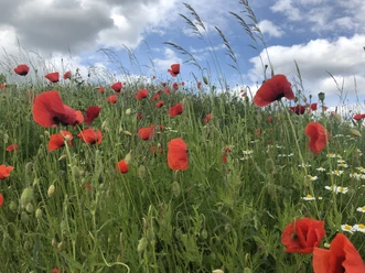 Mohn Roter Mohn mit weiß leuchtendem Kamille in einer grünen Wiese unter hellblauem Himmel mit Wolken.