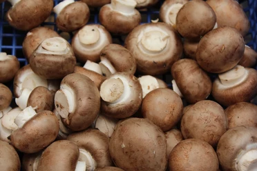Viele frische braune Champignons liegen übereinander auf einem engen blauen Kunststoffgitter.