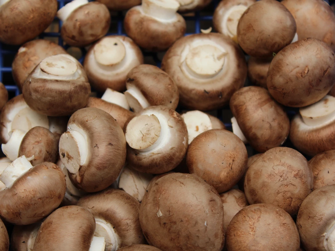 Viele frische braune Champignons liegen übereinander auf einem engen blauen Kunststoffgitter.