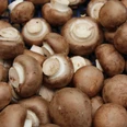 Pilze Viele frische braune Champignons liegen übereinander auf einem engen blauen Kunststoffgitter.