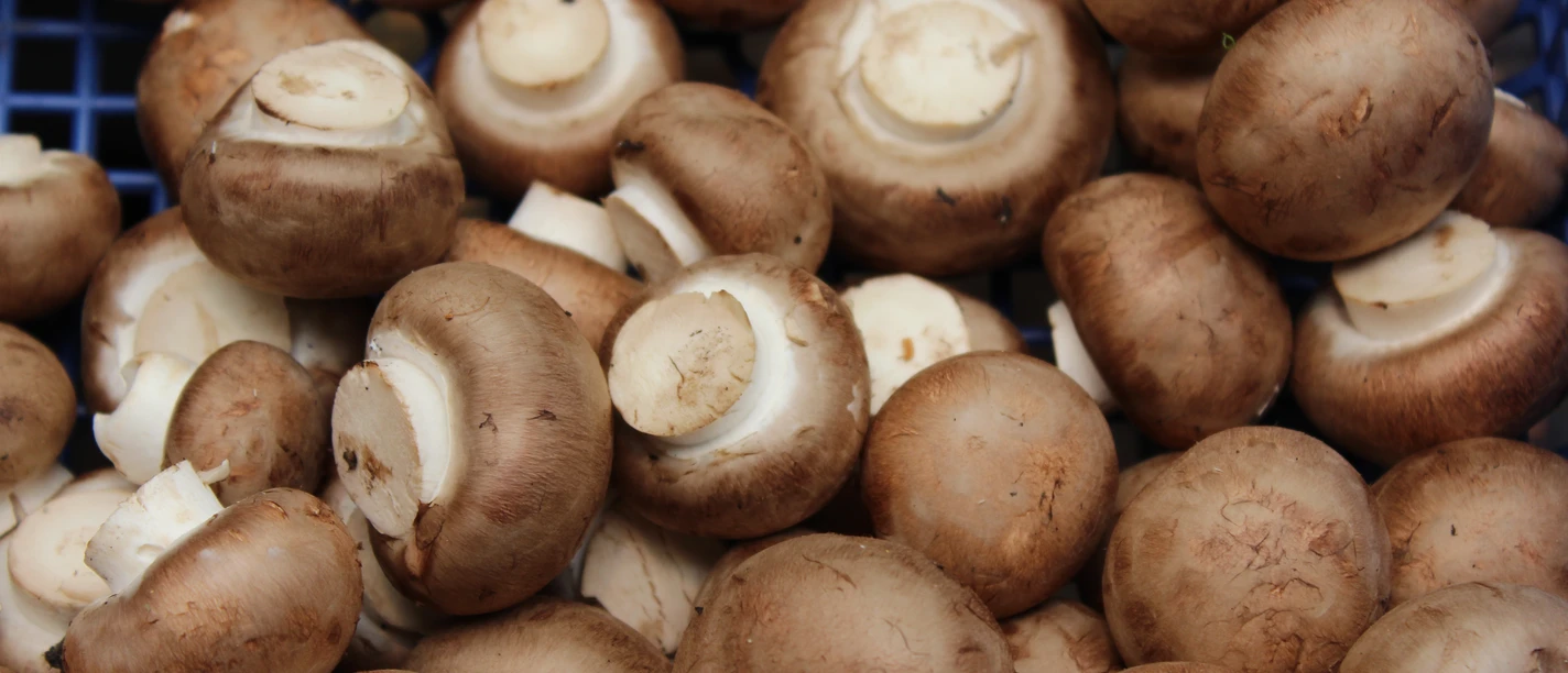 Pilze Viele frische braune Champignons liegen übereinander auf einem engen blauen Kunststoffgitter.
