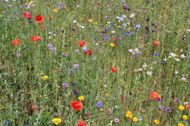 Bunte Blumenwiese mit Mohn, Kornblumen und mehrfarbigen Blüten in natürlicher Landschaft.