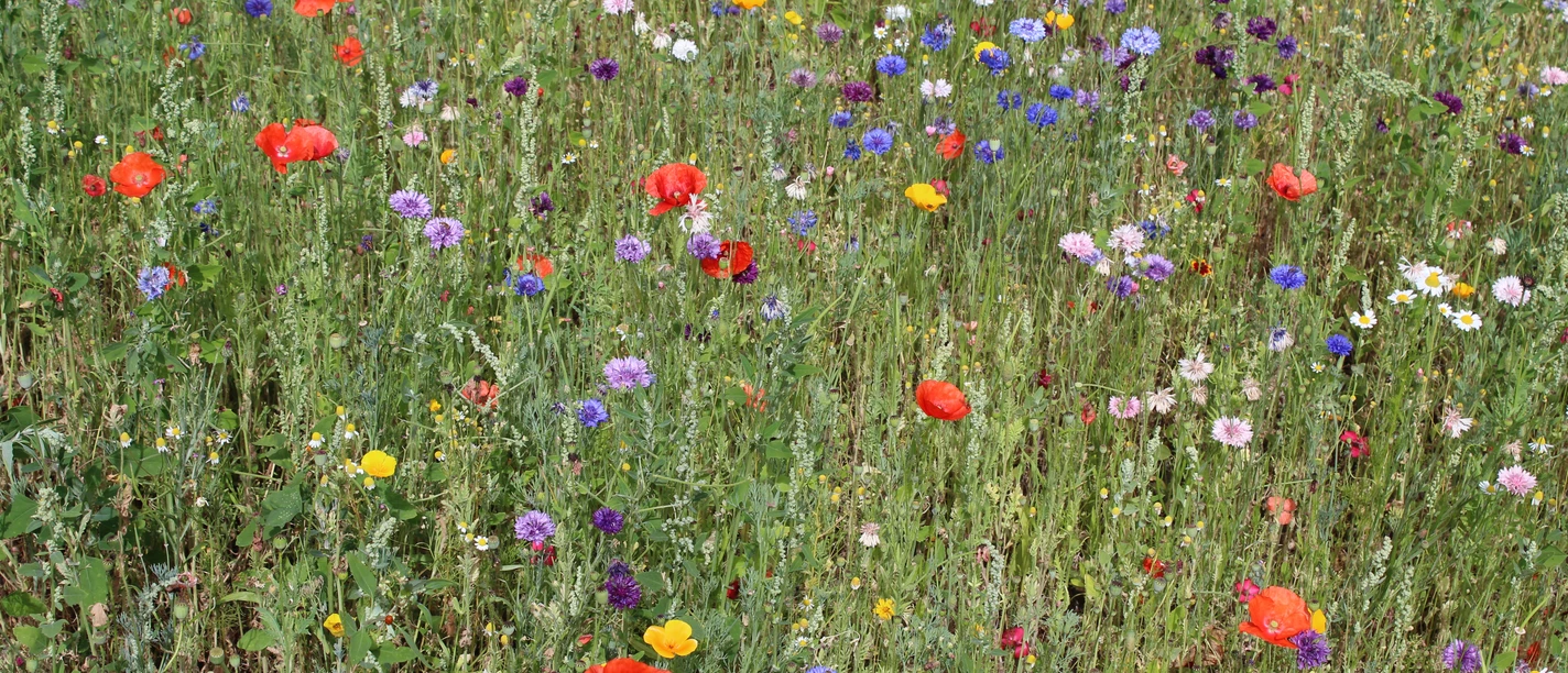 Bunte Blumenwiese mit Mohn, Kornblumen und mehrfarbigen Blüten in natürlicher Landschaft.