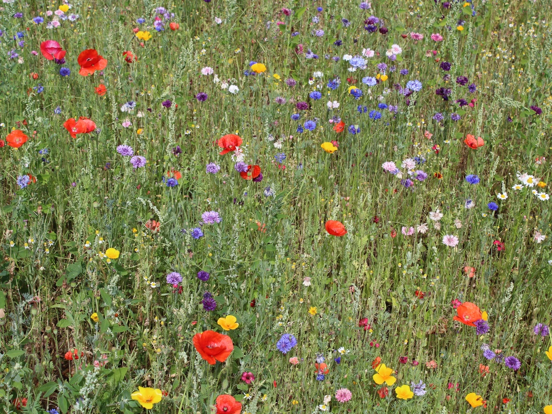 Blumenwiese Bunte Blumenwiese mit Mohn, Kornblumen und mehrfarbigen Blüten in natürlicher Landschaft.