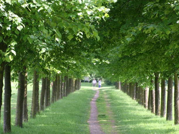 Een groen pad leidt door een dichte rij bomen met weelderig gebladerte erboven.