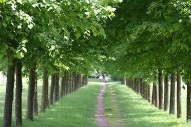Baumpark Thedinghausen Ein grüner Weg führt zwischen dicht aneinandergereihten Bäumen hindurch, darüber üppiges Laub.